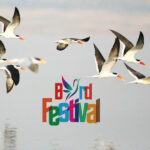 Bird festival