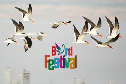 Bird festival