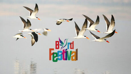 Bird festival